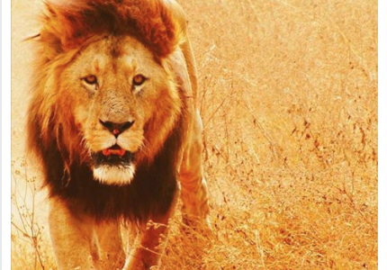 «Μολών λαβέ»