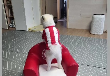 ΓΑΥΡΑΚΙ και ο σκύλος του Χούανγκ (photo)