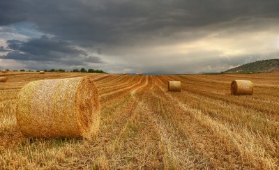 Δεν βαρεθήκατε να τους ταΐζετε σανό;