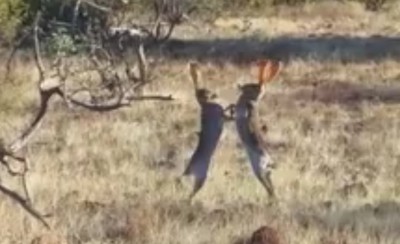 Επικό βίντεο: Δύο λαγοί τσακώνονται!