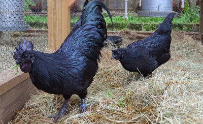 Τόσο… κότες τελικά;