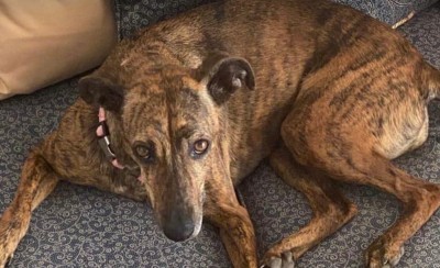 Το μήνυμα της ΚΑΕ για την Παγκόσμια Ημέρα Ζώων! (photos)