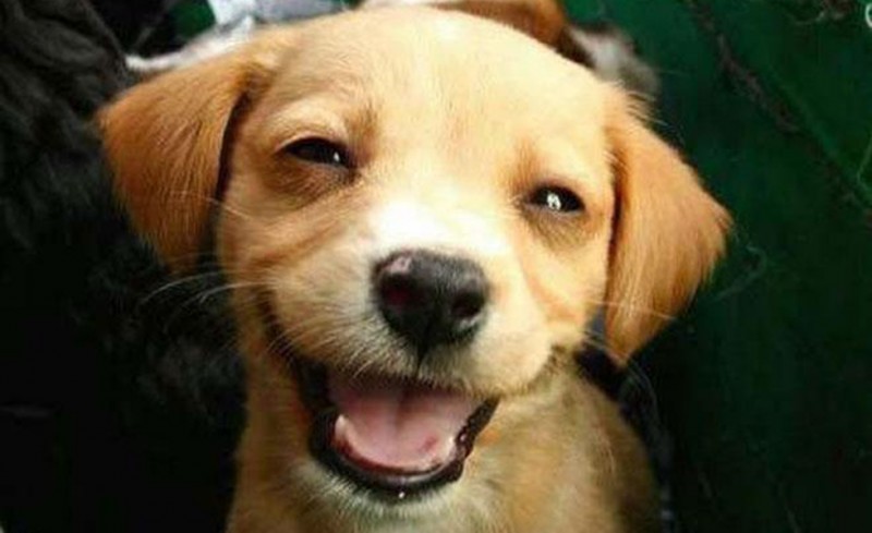 Γελάνε και τα σκυλιά!