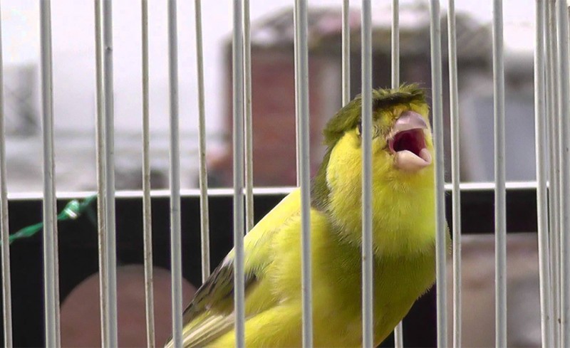 Σοκ! Μάδησαν το καναρίνι του Προέδρου της ΕΠΣ Άνω Ραχούλας!