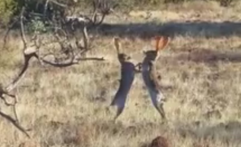 Επικό βίντεο: Δύο λαγοί τσακώνονται!